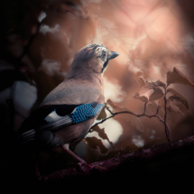 Couleur Série 1 - 1 ère place //
SALMON christophe - Geai des Chênes