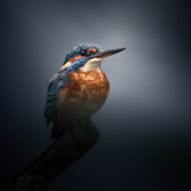 Couleur Série 1 - 2 ème place //
SALMON christophe - Martin pêcheur